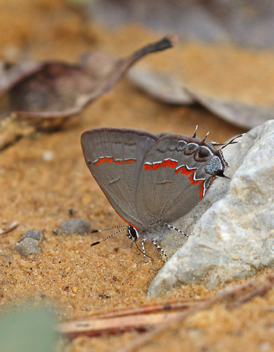 Red-banded Hairstreak